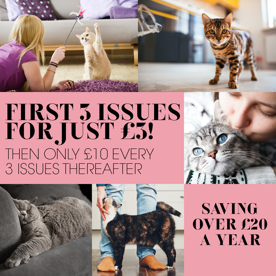 Discount Trial Of Your Cat Magazine